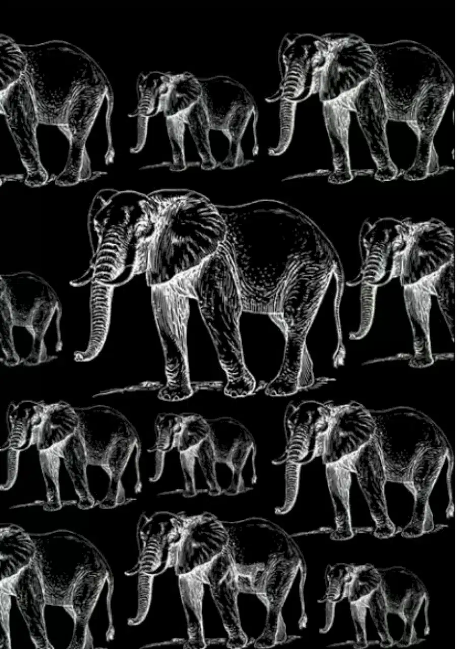 Illusione ottica: Riesci a trovare la tigre nascosta tra questi elefanti?