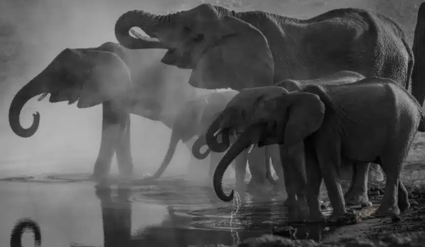 Illusione ottica: Riesci a trovare una foca tra questi elefanti in 10 secondi?