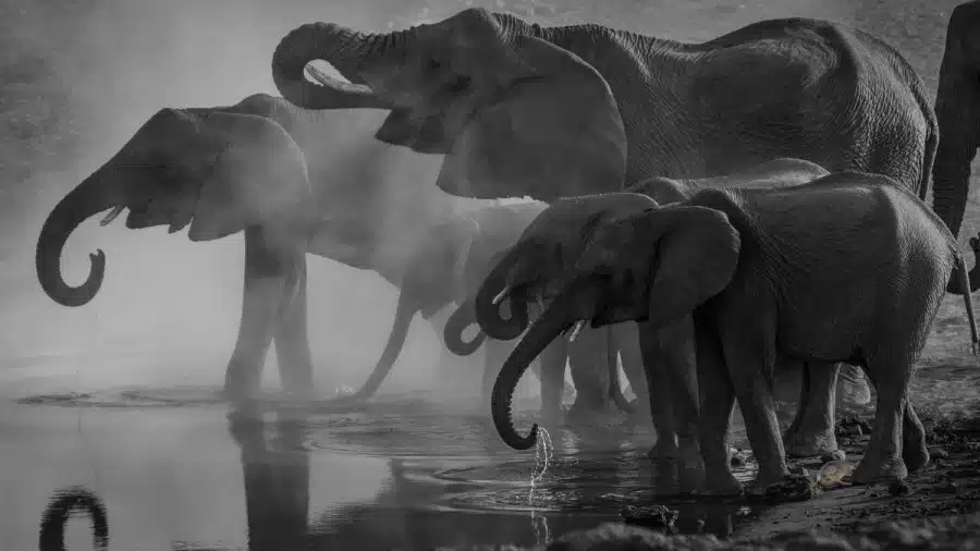 Illusione ottica: Riesci a individuare la foca tra questi elefanti in 10 secondi?