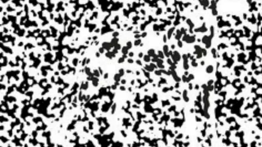Illusione ottica: Riuscite a vedere le figure nascoste dietro queste macchie bianche e nere?