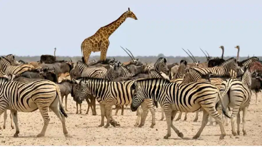 Illusione ottica - Riesci a trovare il cavallo nascosto tra le zebre in 22 secondi?
