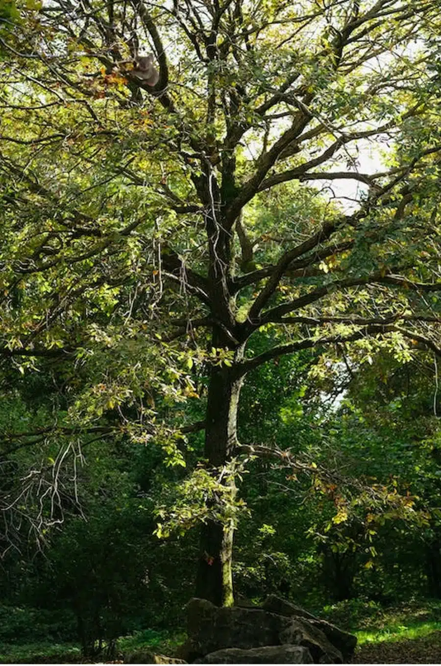 Illusione ottica: Riesci a trovare il koala in questa immagine di un albero in 10 secondi?