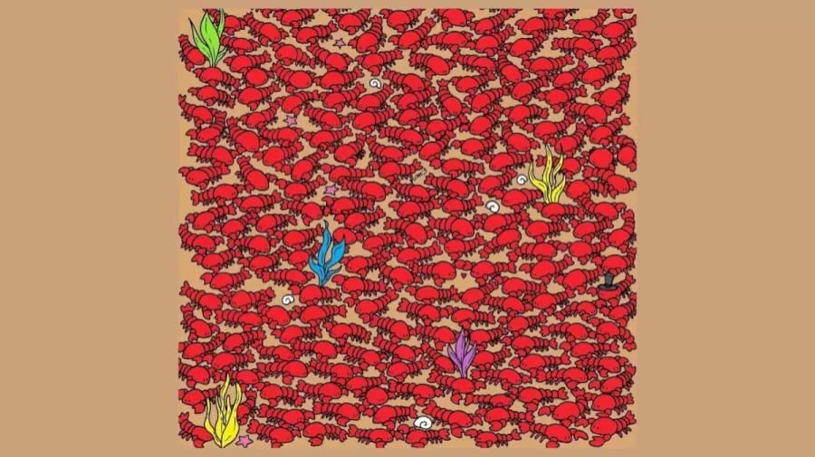 Ricerca per illusione ottica: Solo un occhio d'aquila può trovare quattro piccoli granchi nascosti tra le aragoste in 20 secondi