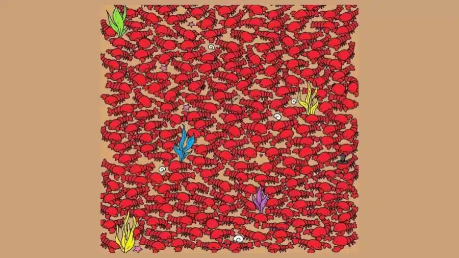 Ricerca per illusione ottica: Solo un occhio d'aquila può trovare quattro piccoli granchi nascosti tra le aragoste in 20 secondi