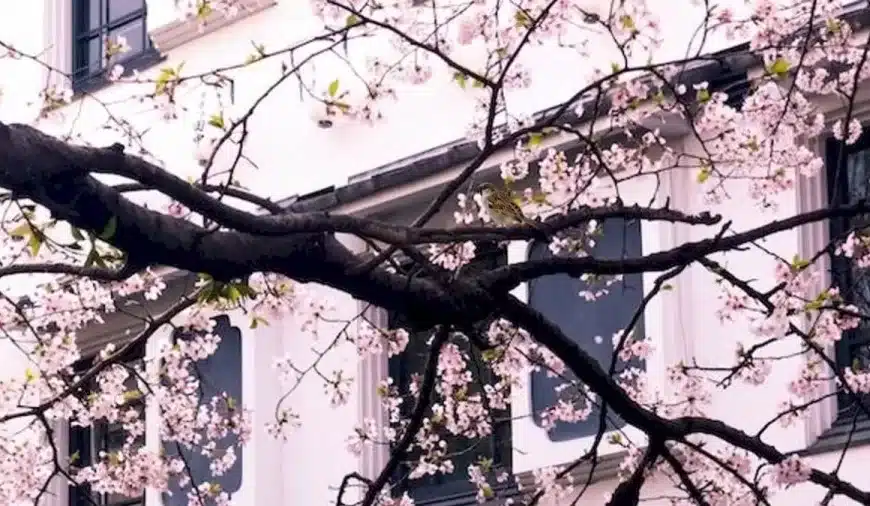 Illusione ottica Trova e cerca: Trova il passero in questa immagine in meno di 17 secondi