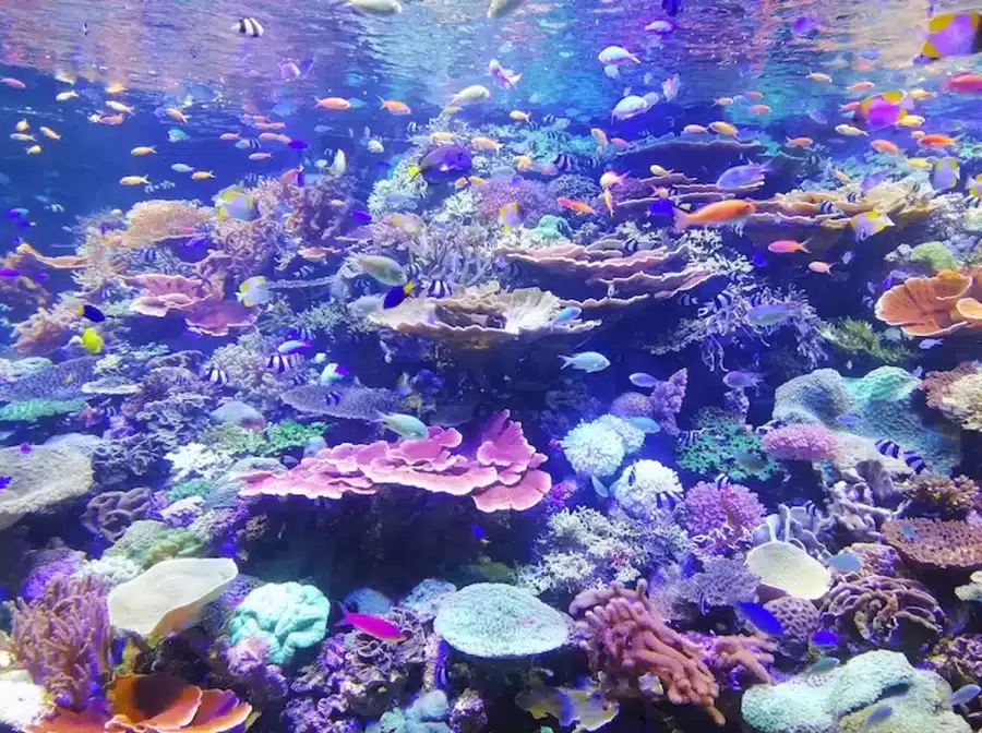 Illusioni ottiche Cerca e trova: Trovare un cavalluccio marino tra questi pesci sottomarini non è facile. Volete provare?