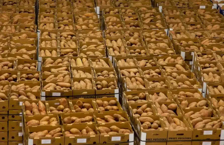 Illusione ottica della ricerca del mais: Trova il mais in queste patate in 16 secondi