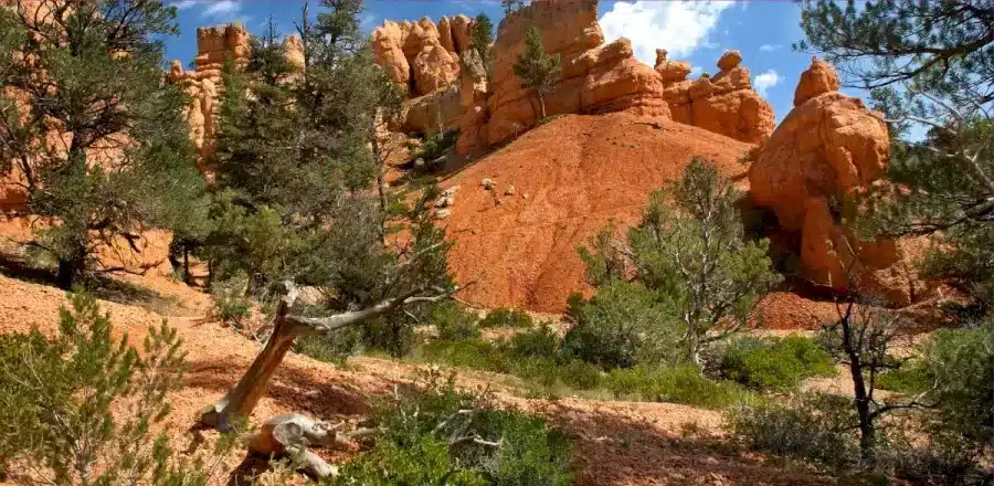 Illusione ottica di ricerca dei dinosauri: Trova il dinosauro in questa immagine in 18 secondi