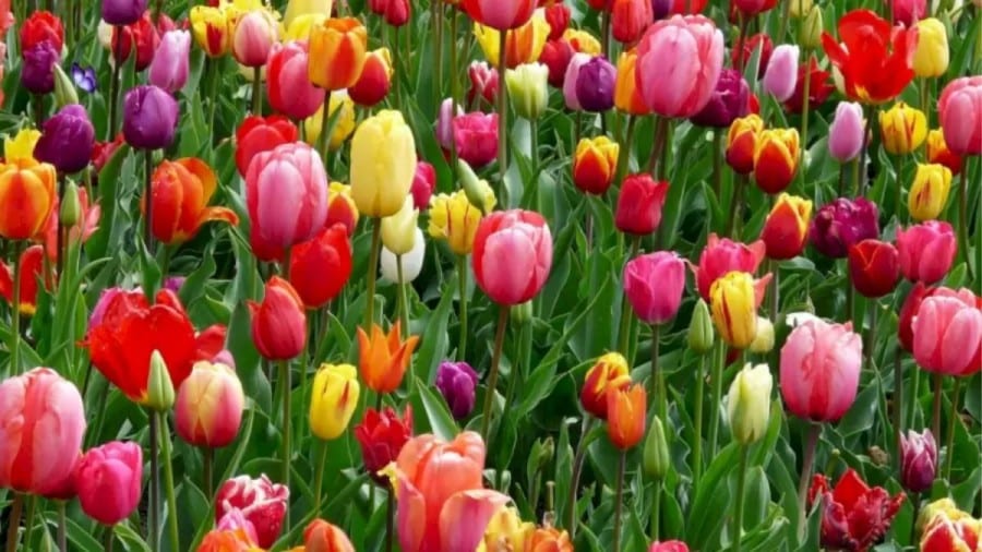 Illusione ottica di ricerca della farfalla! Riesci a trovare la farfalla nascosta tra i fiori in 17 secondi?