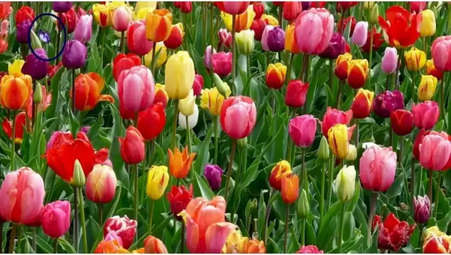 Illusione ottica di ricerca della farfalla! Riesci a trovare la farfalla nascosta tra i fiori in 17 secondi?
