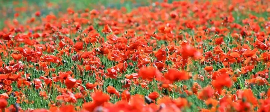 Illusione ottica di ricerca delle api: È molto difficile individuare un'ape tra tutti quei fiori. Volete provare?
