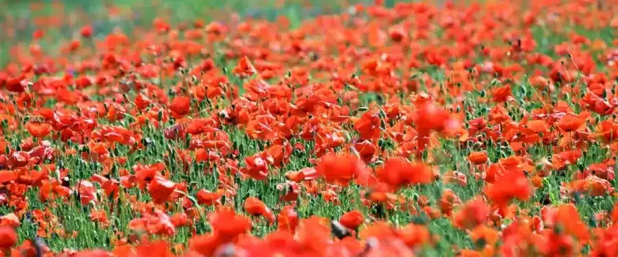 Illusione ottica di ricerca delle api: È molto difficile individuare un'ape tra tutti quei fiori. Volete provare?