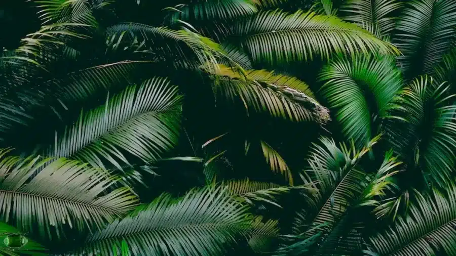 Illusioni ottiche nei test del QI: Solo un genio potrebbe identificare lo scarabeo verde di giugno in questa immagine in 14 secondi