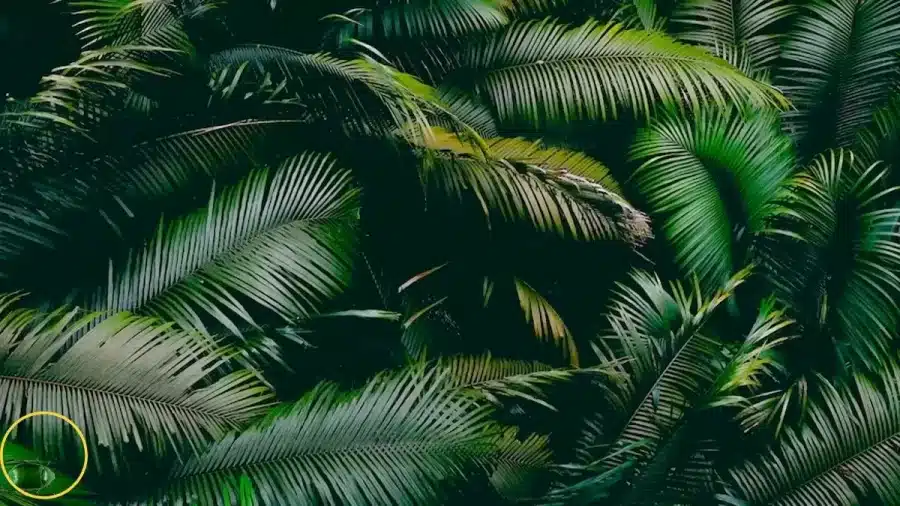Illusioni ottiche nei test del QI: Solo un genio potrebbe identificare lo scarabeo verde di giugno in questa immagine in 14 secondi