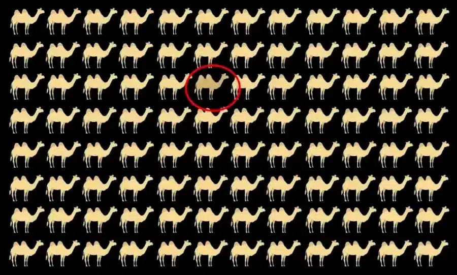 Illusioni ottiche per il test della vista: Riesci a individuare i diversi cammelli in questa immagine?