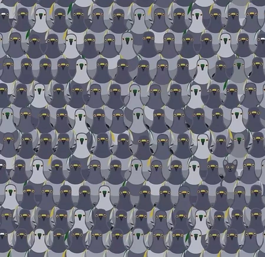 Illusioni ottiche per mettere alla prova i vostri occhi! Un gatto nascosto è in attesa di tendere un'imboscata ai piccioni. Riuscite a vedere il gatto in questa illusione ottica?