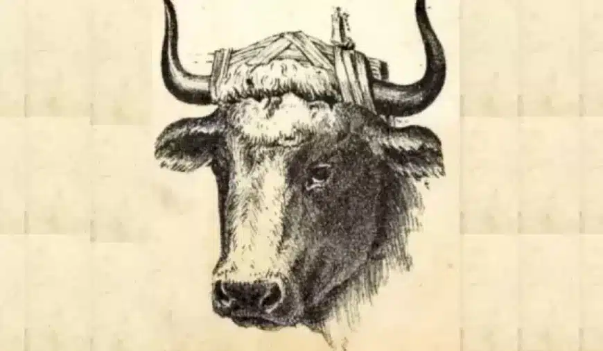 Illusione ottica per testare il vostro QI: Riesci a trovare il toro maestro in 10 secondi?