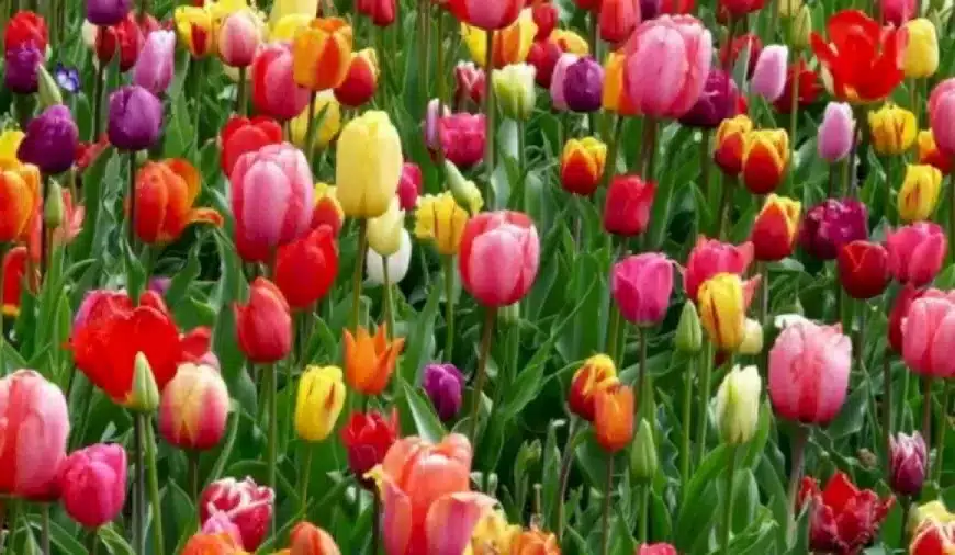 Illusione ottica: ricerca della farfalla: Riesci a trovare la farfalla nascosta tra i fiori in 15 secondi?