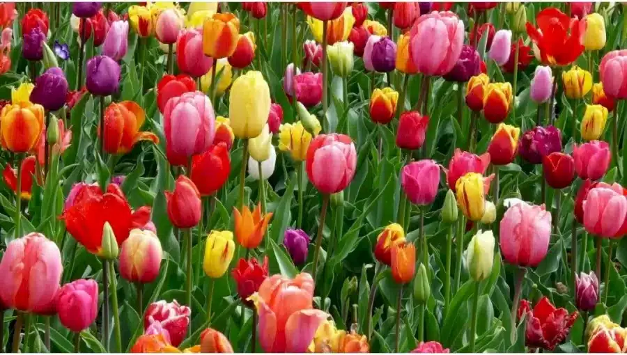 Ricerca della farfalla a illusione ottica: Riesci a trovare la farfalla nascosta tra i fiori in 15 secondi?