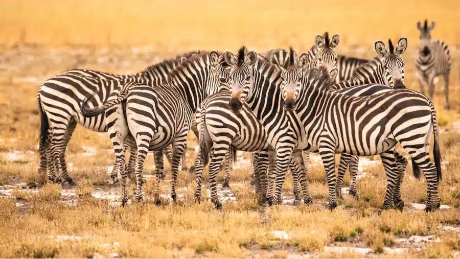 Questa illusione ottica metterà alla prova i vostri occhi! È un tasso? Saresti sorpreso di sapere dove si trovano i tassi in mezzo a queste zebre