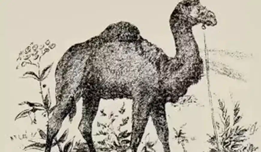 Riesci a trovare il cavaliere del cammello entro 20 secondi? Spiegazione e soluzione dell’illusione ottica