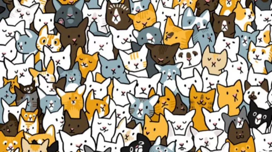 Riesci a trovare il coniglio tra i gatti in 12 secondi? Illusioni ottiche Spiegazioni e soluzioni