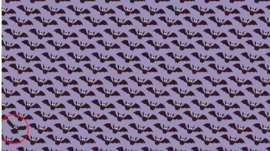 Riesci a trovare il gufo tra i pipistrelli in 12 secondi? Illusioni ottiche Spiegazioni e soluzioni