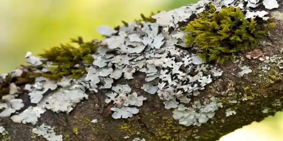 Riesci a trovare la falena pepata in 7 secondi? Illusione ottica della falena pepata spiegata e soluzioni