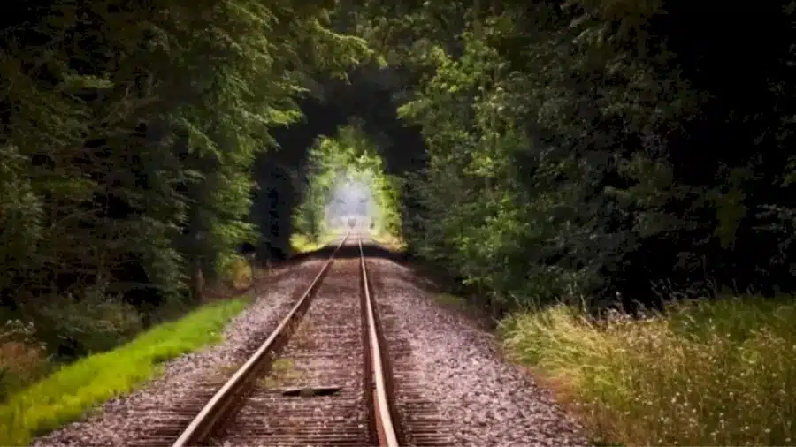 Riesci a trovare l'animale nascosto in 10 secondi? Illusioni ottiche Spiegazioni e soluzioni