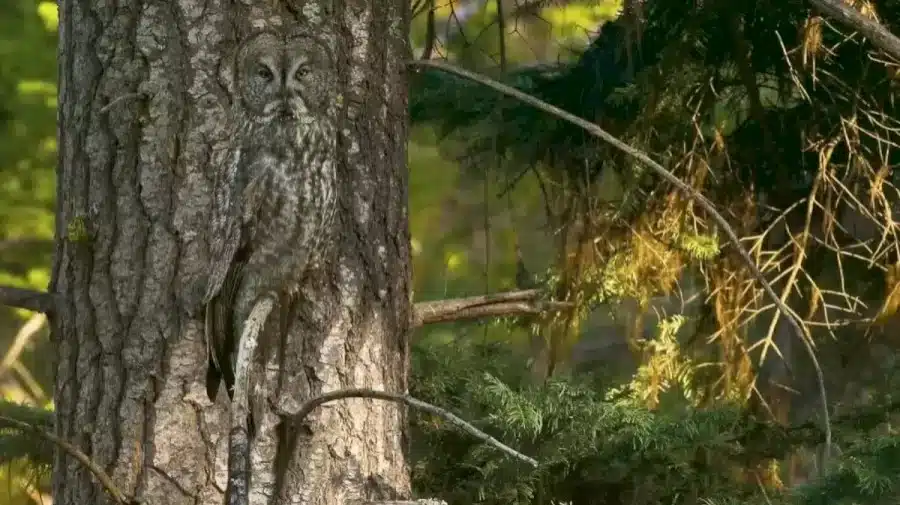 Riesci a trovare il gufo nascosto in questa immagine in 15 secondi? Illusione del gufo nascosto spiegata e soluzioni