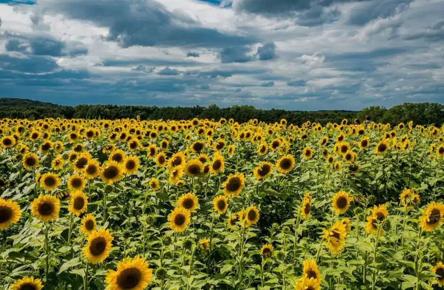 Sfida di illusione ottica: in 17 secondi, cerca di trovare l'ape in questo campo di girasoli