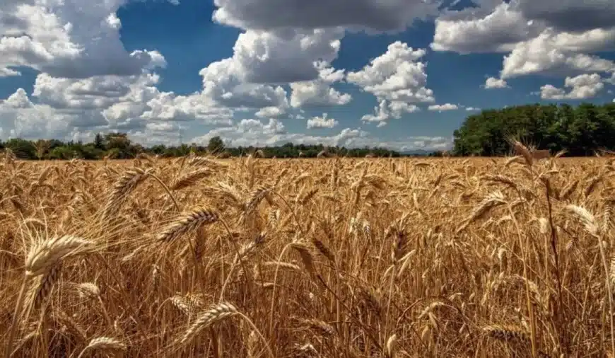 Test dell’illusione ottica: se avete occhi acuti cercate di individuare la capra in questo campo di grano entro 15 secondi