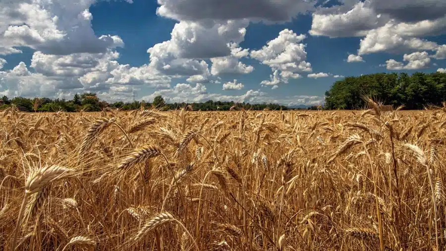 Illusione ottica Eye Test: se hai gli occhi acuti, prova a trovare la capra in questo campo di grano in 15 secondi