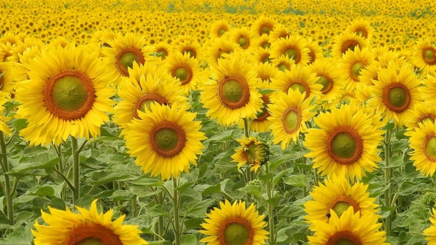 Test di visione con illusione ottica: Se hai la vista dell'aquila, puoi trovare la farfalla in questa foto in 15 secondi