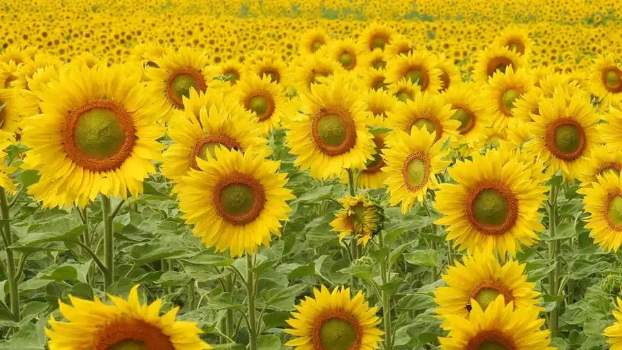Test di visione con illusione ottica: Se hai la vista dell'aquila, puoi trovare la farfalla in questa foto in 15 secondi