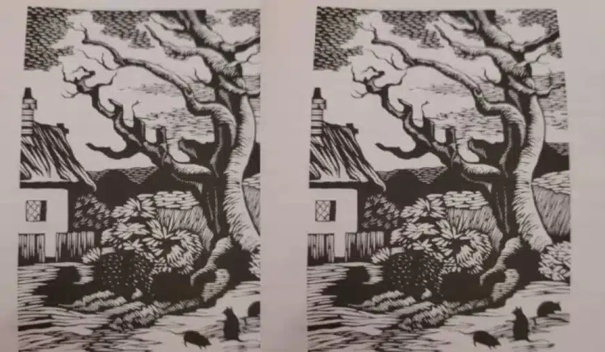 Test visivo dell’illusione ottica: Le persone con occhi d’aquila sono in grado di individuare il gatto in questa immagine. Voi ci riuscite?