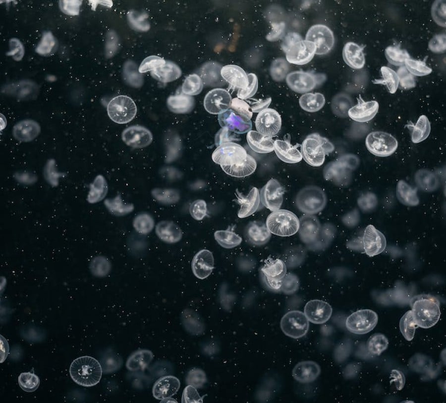 Test di visione con illusione ottica: Riesci a trovare il fungo tra le meduse in 10 secondi?