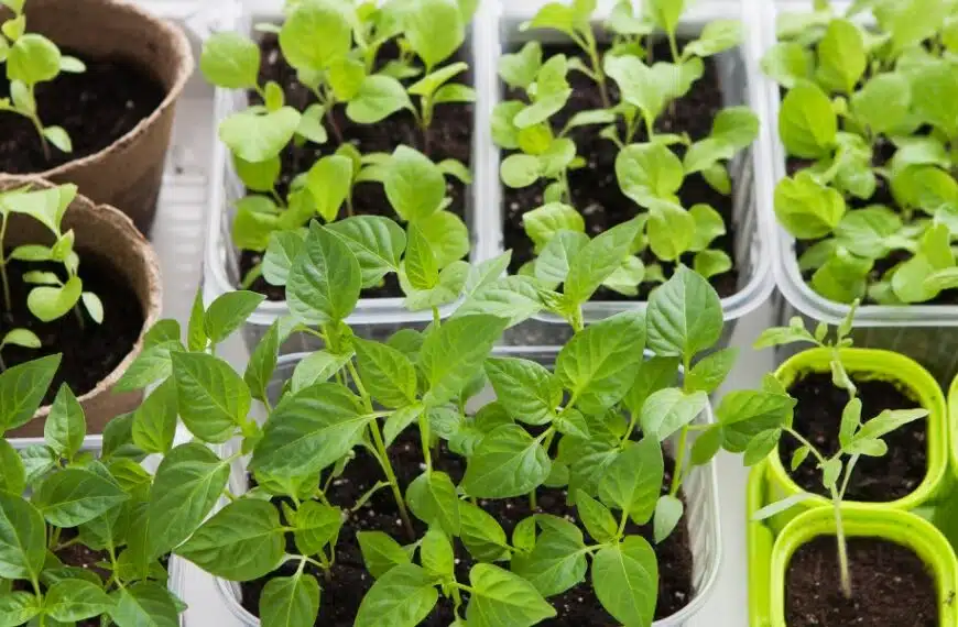Consigli infallibili per una semina di successo: fiori brillanti e ortaggi abbondanti garantiti
