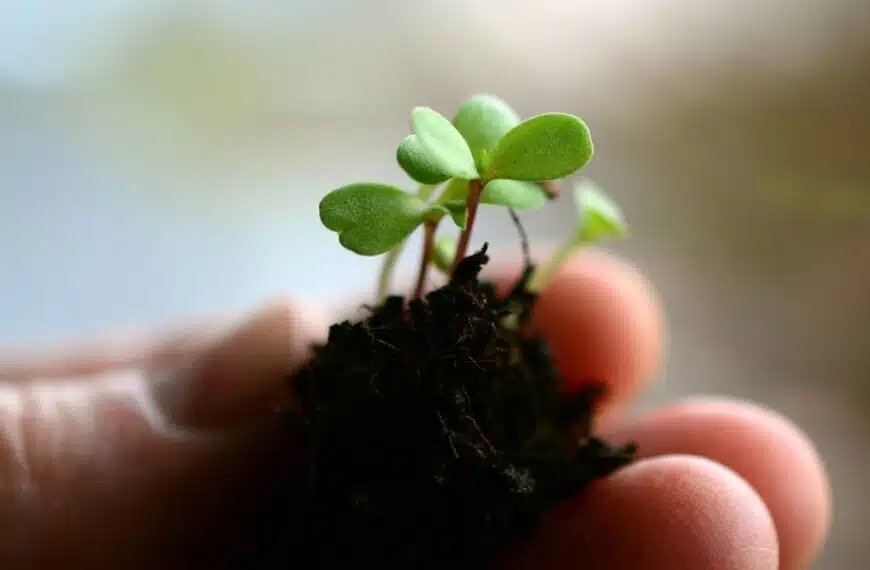 Cosa fare se la vostra pianta d’appartamento smette di crescere?