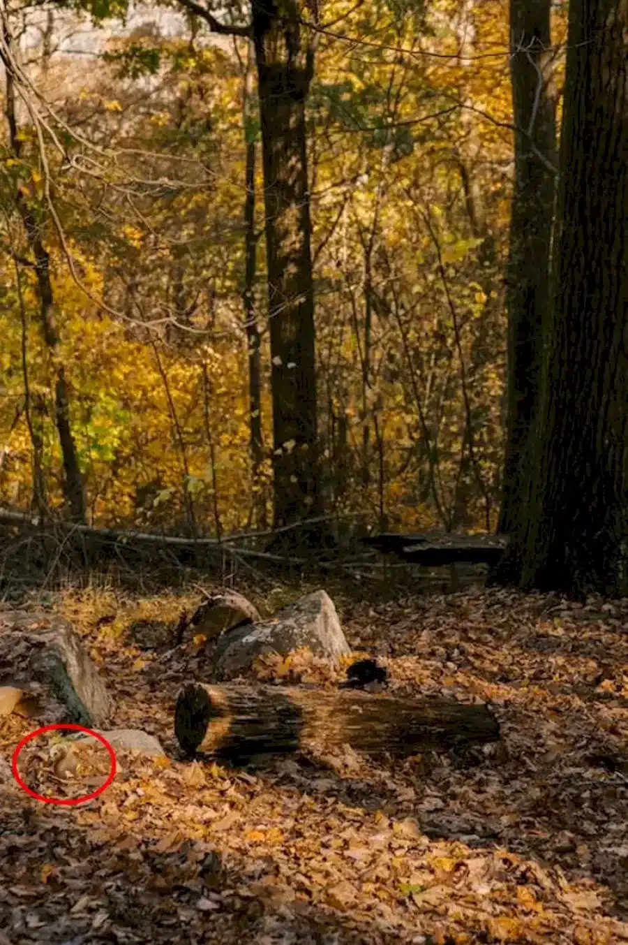 Illusioni ottiche per il test del QI: Riesci a individuare lo scoiattolo in questa immagine? Spiegazione e soluzione di questa illusione ottica