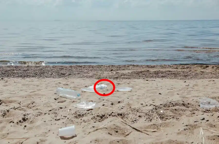 Caccia all'illusione ottica: Quanto tempo hai impiegato per vedere la conchiglia su questa spiaggia?