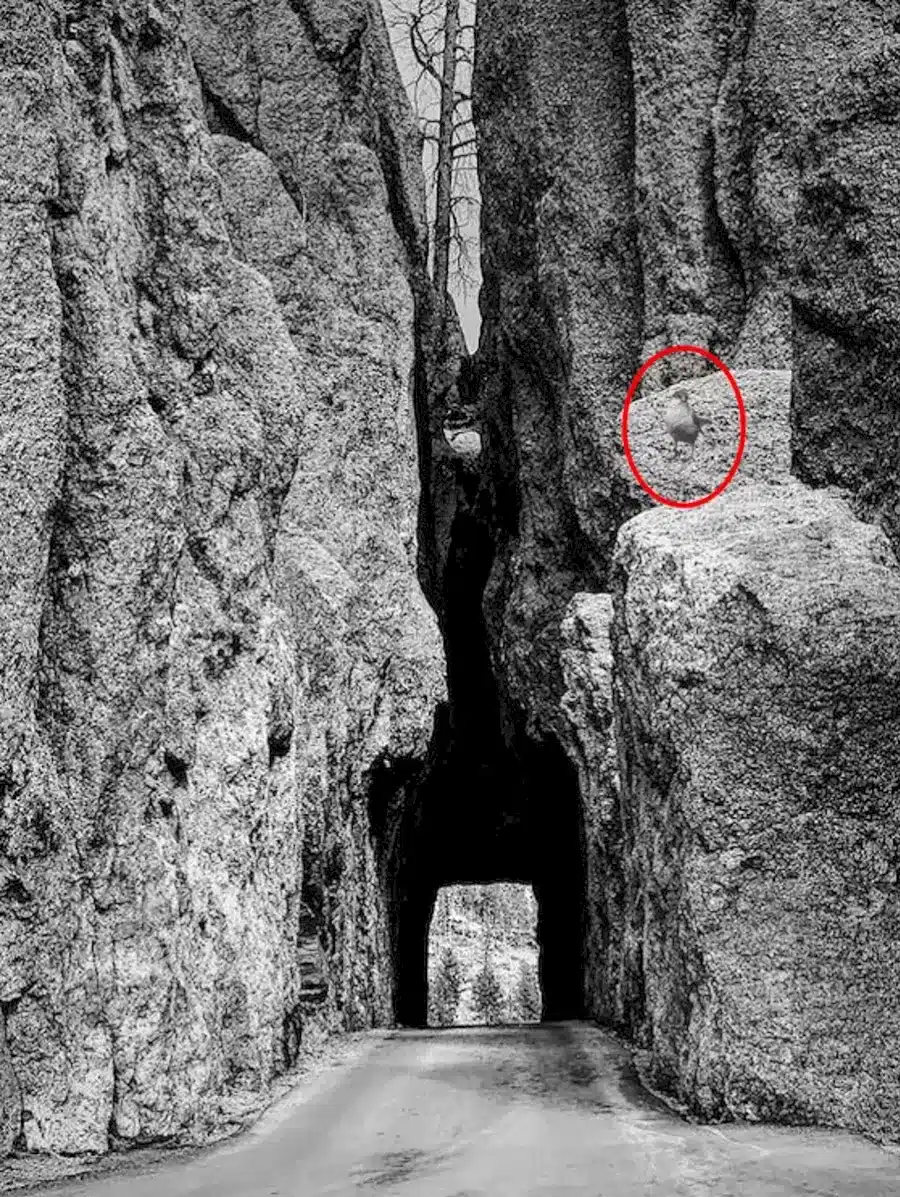 Riesci a trovare l'uccello nascosto in questa illusione ottica in 12 secondi? Spiegazione e soluzione di questa illusione ottica