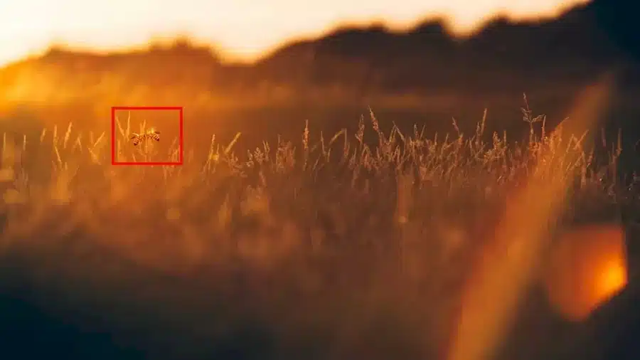 Illusione ottica Find the Bee: Se trovate l'ape in questa immagine entro 10 secondi, avrete gli occhi di un'aquila.