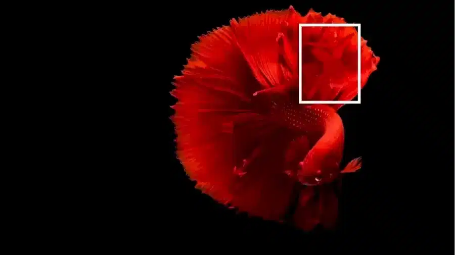 Solo il 10% delle persone riesce a riconoscere una bella donna in questa illusione ottica di un bel pesce?