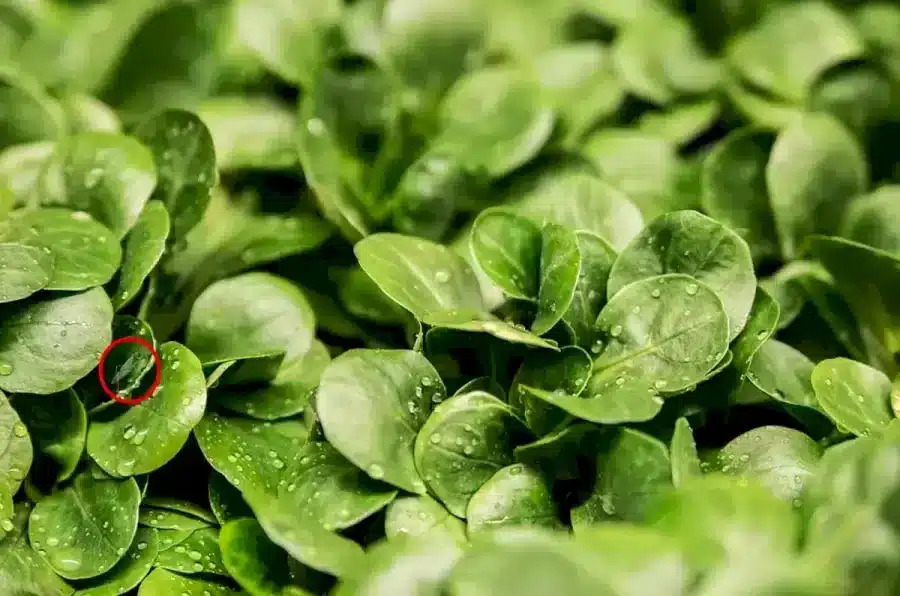 Riesci a trovare la cavalletta in questa immagine in 12 secondi? Illusioni ottiche Spiegazioni e soluzioni