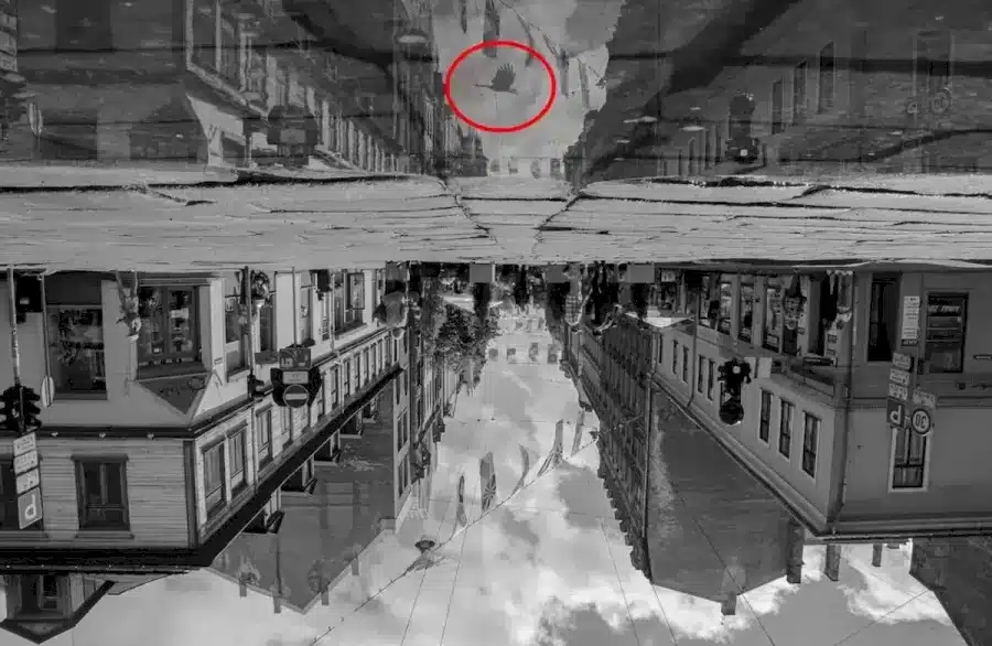 Illusione ottica del test del QI: Riesci a vedere il corvo in questa strada trafficata?