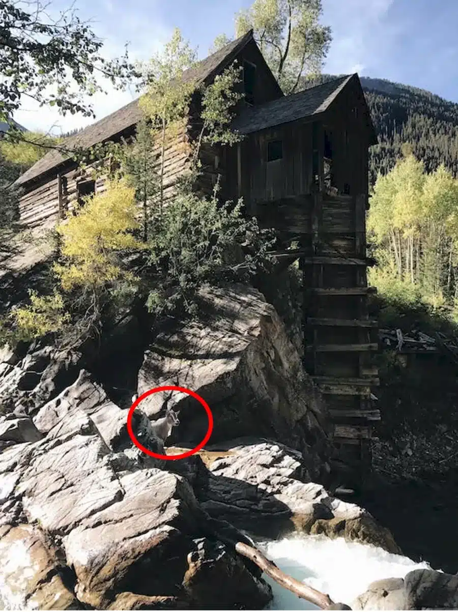 Sfida all'illusione ottica: Solo il 15% delle persone è riuscito a identificare la capra in questa immagine di una casetta di legno entro 16 secondi. Voi ci riuscite?