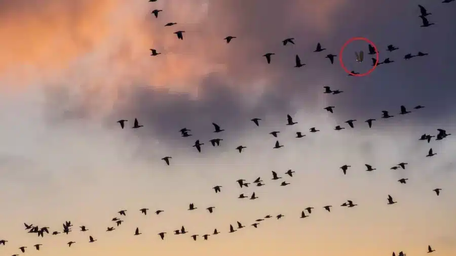 Test di visione per illusioni ottiche: Riesci a riconoscere un'aquila in questa immagine?