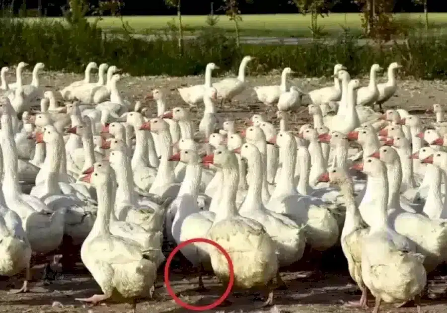 Illusione ottica: Riesci a individuare la foca tra le anatre in 12 secondi?