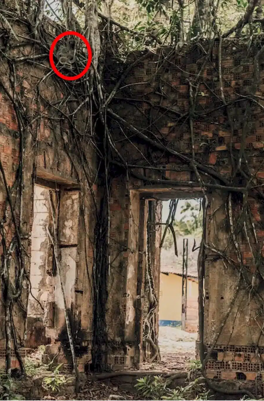 Illusione ottica cerca e trova: qualcosa che striscia sul muro. È un serpente?